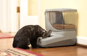 pet feeder reviews