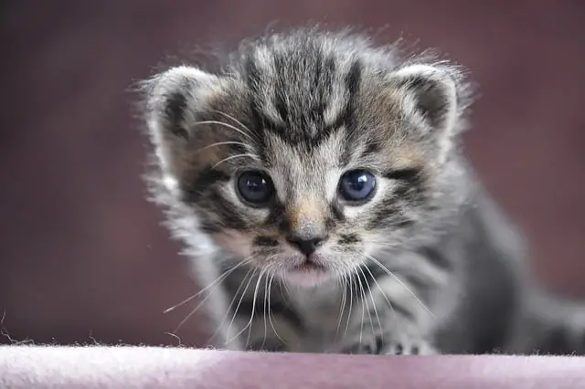 Cat Kitten Care